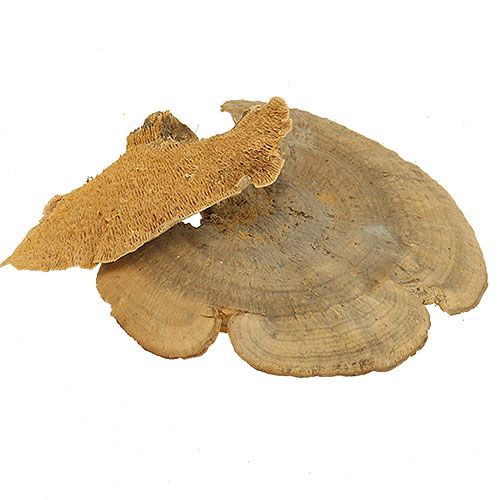 Floristik24 Baumschwamm Natur Deko Pilze getrocknet 6cm 1kg