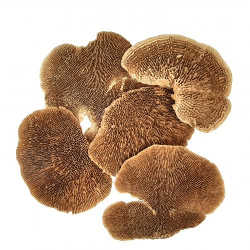 Artikel Baumschwamm klein Natur Baumpilze Deko 4-6cm 1kg