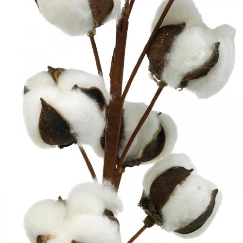 Floristik24 Baumwollzweig Naturdeko 10 Köpfe am Draht Baumwolle Deko 68cm