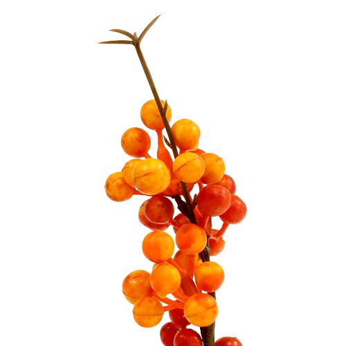Floristik24 Beerenzweig orange L 30cm 12St