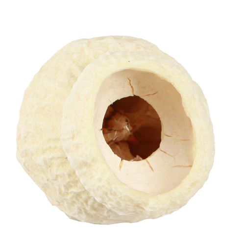Artikel Bellgum getrocknet Glockenfrucht gebleicht 2,5-3,5cm 500g