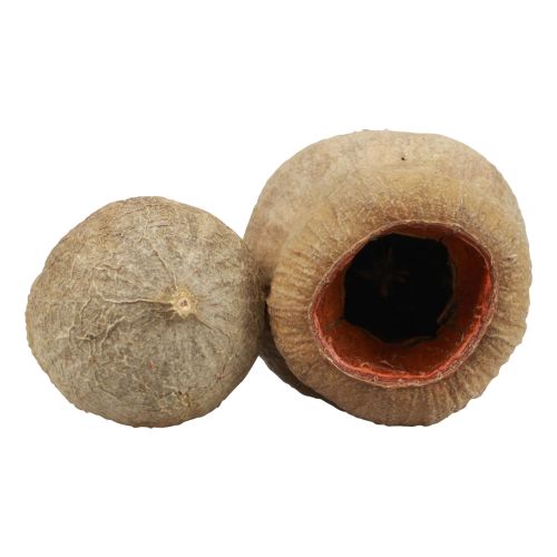 Floristik24 Bellgum Glockenfrucht Kapselfrucht Naturdeko Braun 500g