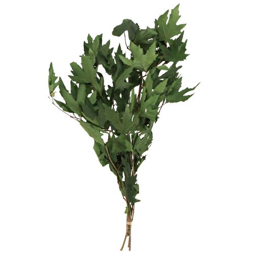 Artikel Bergahornzweige Blätter Deko Ahornblätter Grün 50-60cm 100g