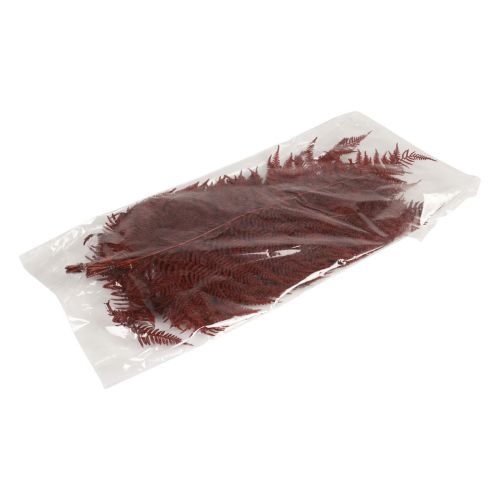 Artikel Farn Deko Bergfarn getrocknet Blätter Weinrot 50cm 20 St