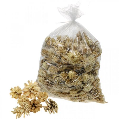 Floristik24 Bergkiefernzapfen klein Creme 1kg