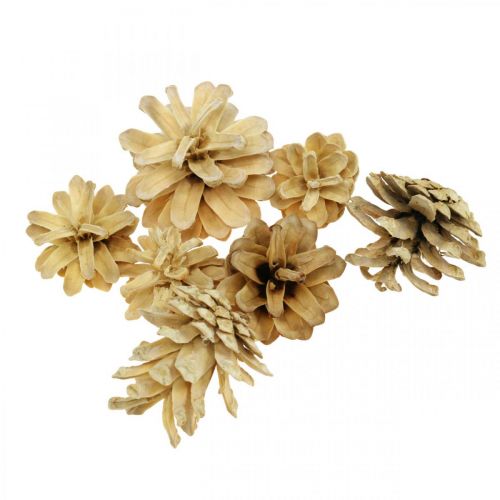 Floristik24 Bergkiefernzapfen klein Creme 1kg