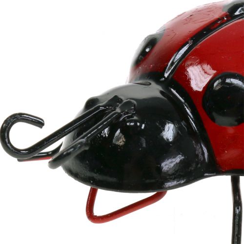 Floristik24 Marienkäfer 10cm