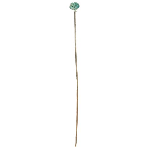 Artikel Black Daisy Gefärbte Trockenblumen Blau H38-40cm 20 St