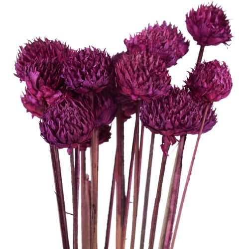 Floristik24 Wild Daisy Trockenblumen Deko Violett H36cm 20 St