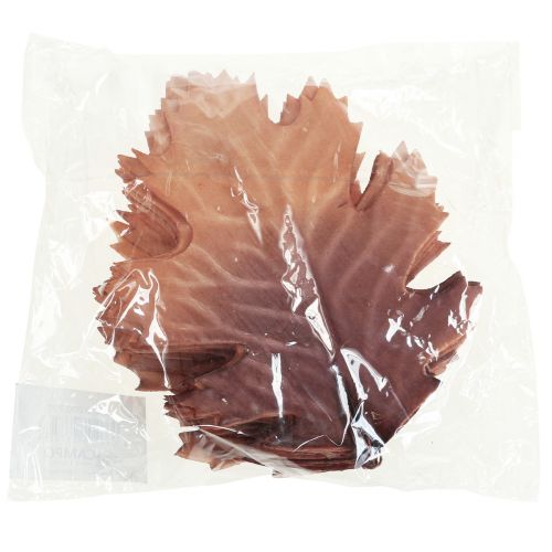 Floristik24 Roteichenblatt Herbstblätter Deko Blätter Deko 13×19cm 12St