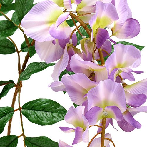 Artikel Blauregen Wisteria L104cm