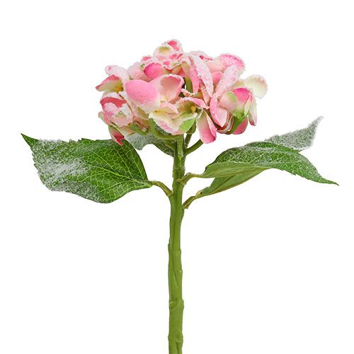 Floristik24 Hortensie Rosa beschneit 33cm 4 St