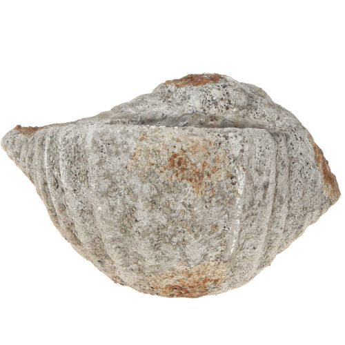 Artikel Blumentopf Muschel Stein Antik Grau Maritim 22×18×13cm