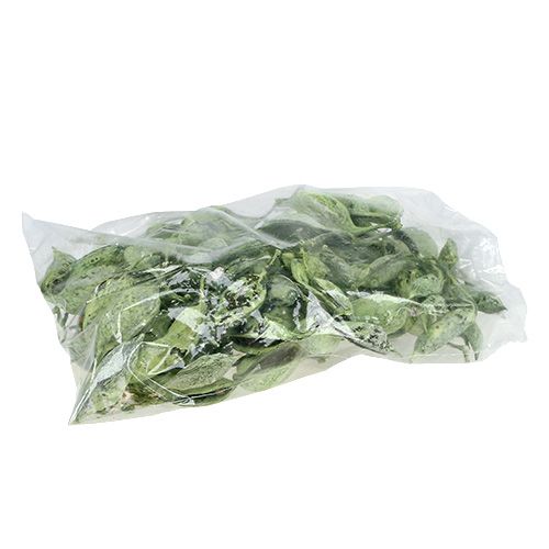 Artikel Brachyciton Grün gefrostet 500g