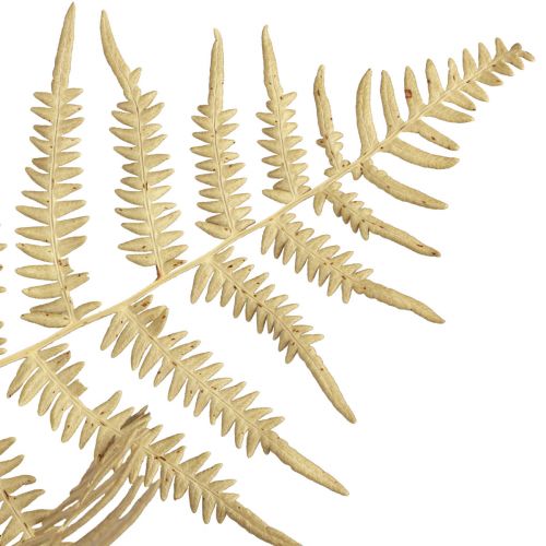 Artikel Trockenblumen Deko Farn getrocknet Farnblätter 70cm 10 St