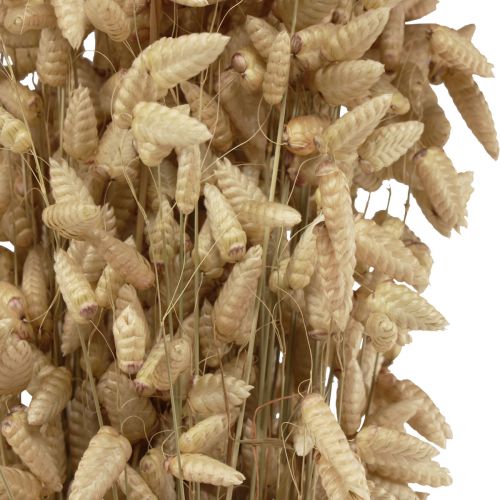 Floristik24 Trockenblume Zittergras Natur Briza Ziergras 60cm 100g