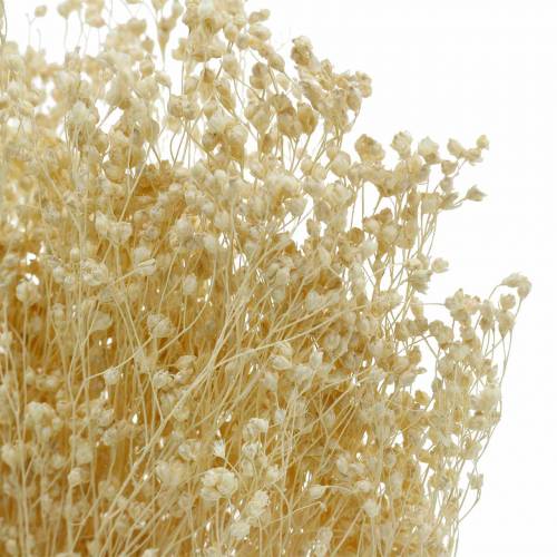 Floristik24 Trockenblumen Broom Bloom Gebleicht 140g