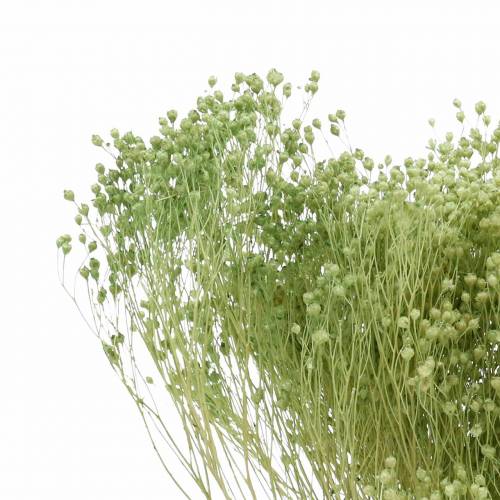 Floristik24 Trockenblumen Broom Bloom Hellgrün 150g