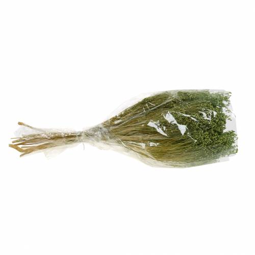 Floristik24 Trockenblumen Broom Bloom Hellgrün 150g