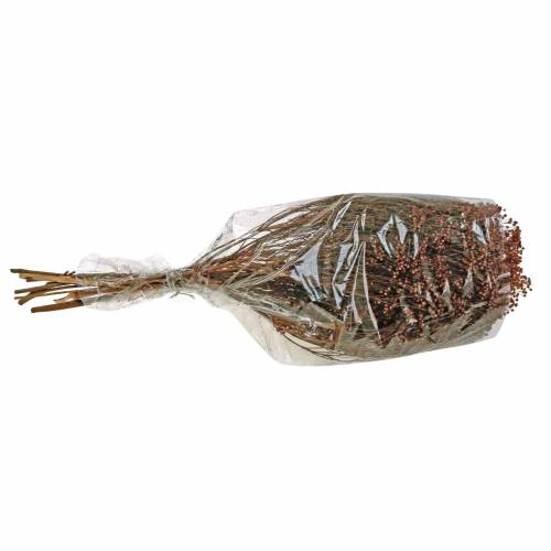 Floristik24 Trockenblumen Broom Bloom Braun 170g