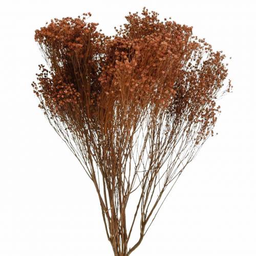 Floristik24 Trockenblumen Broom Bloom Braun 170g