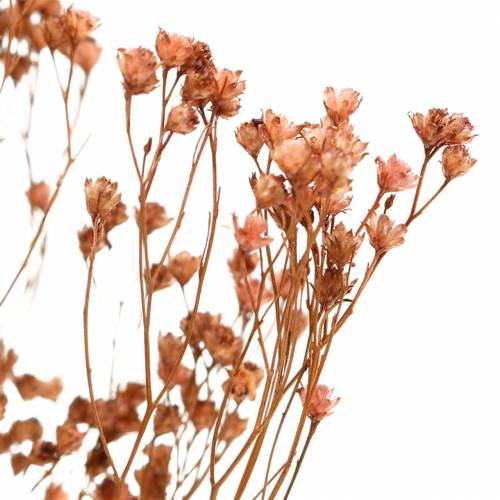 Floristik24 Trockenblumen Broom Bloom Braun 170g
