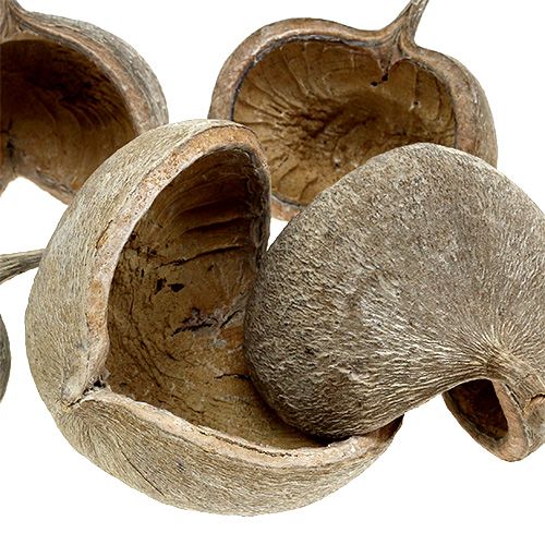 Artikel Buddha Nuts 8-10cm Weiß gewaschen 10 St