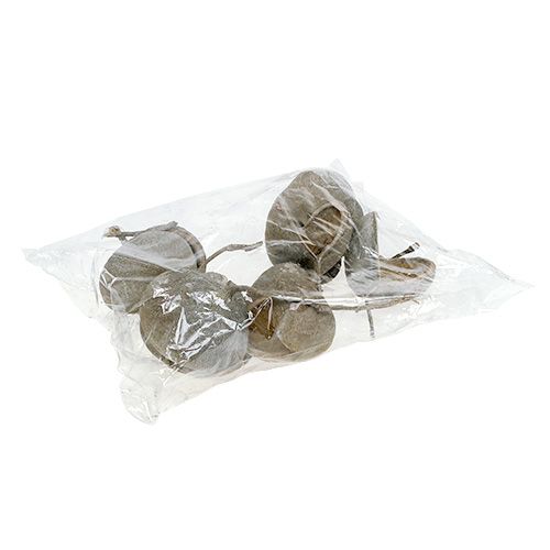 Floristik24 Buddha Nuts 8-10cm Weiß gewaschen 10St