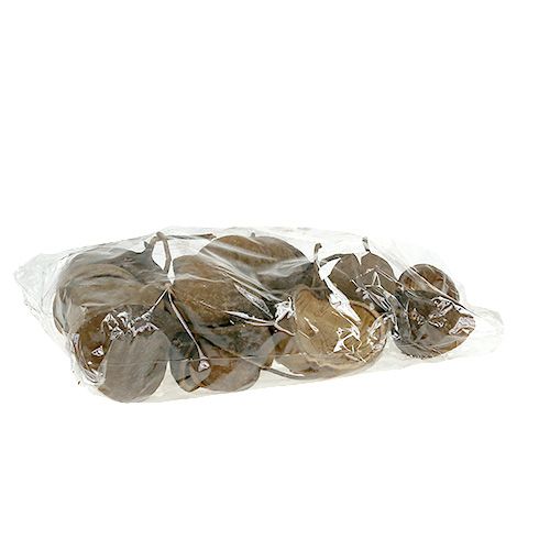 Floristik24 Buddha Nut Natur 15 St