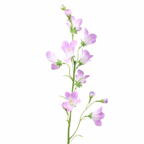 Floristik24 Künstliche Glockenblume Campanula Violett Weiß 66cm