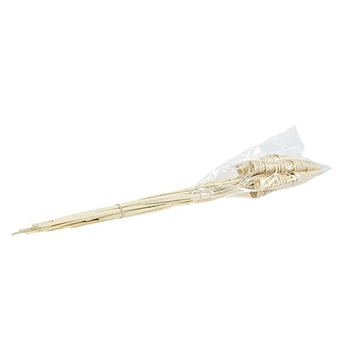 Floristik24 Cane Cone gebleicht 25 St