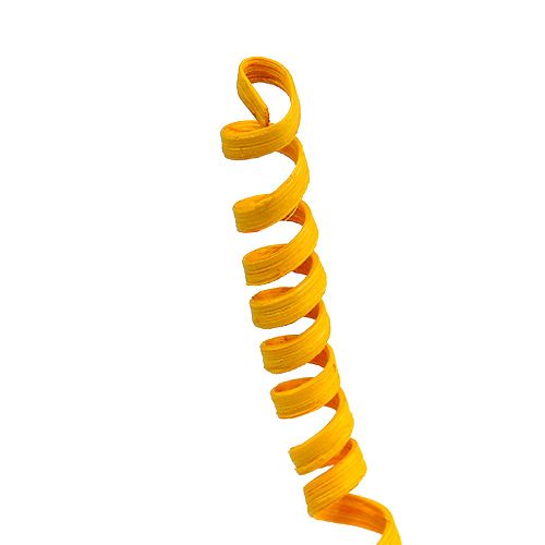 Floristik24 Cane Spring mini Goldgelb 25 St