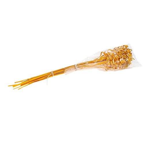 Floristik24 Cane Spring mini Goldgelb 25 St