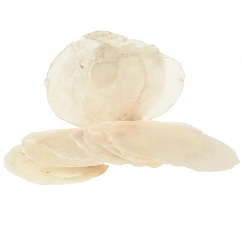 Capiz Muscheln Capizscheiben Perlmuttscheiben Natur 7,5–9,5cm 300g