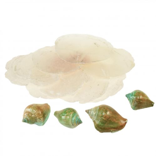 Floristik24 Capiz Perlmutt Muschel Perlmuttscheiben Meeresschneckenhaus Grün 3,5–9,5cm 750g