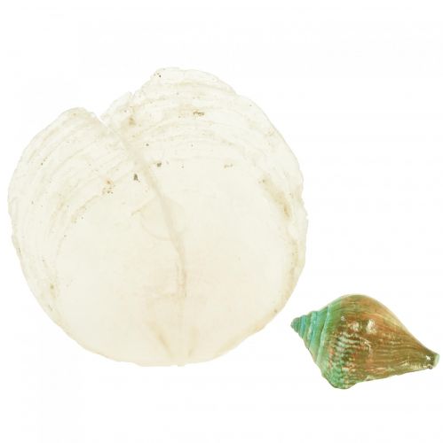 Floristik24 Capiz Perlmutt Muschel Perlmuttscheiben Meeresschneckenhaus Grün 3,5–9,5cm 750g