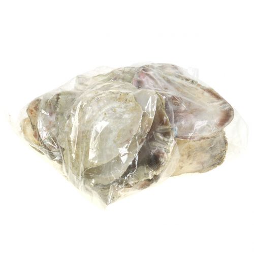 Floristik24 Capiz-Muscheln Natur 10cm – 14cm 1kg