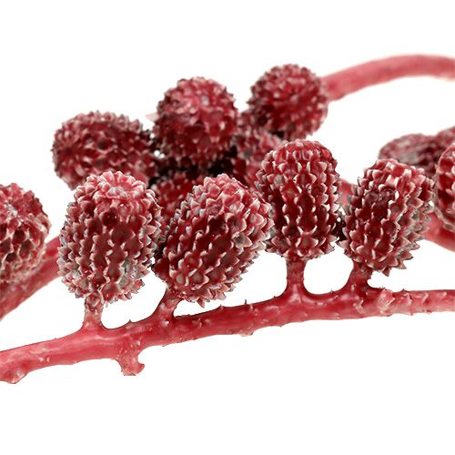 Floristik24 Casurina Zapfen Rot, gewachst 110g