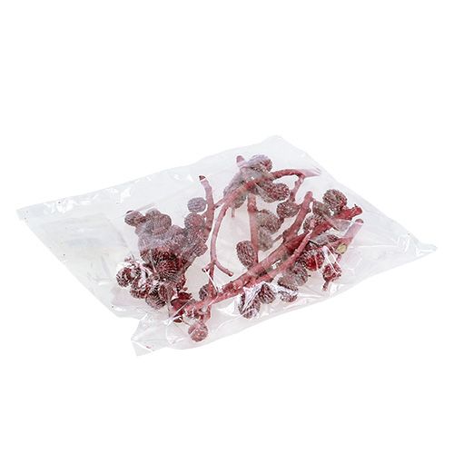 Floristik24 Casurina Zapfen Rot, gewachst 110g
