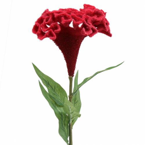 Floristik24 Celosia cristata Hahnenkamm Rot 72cm