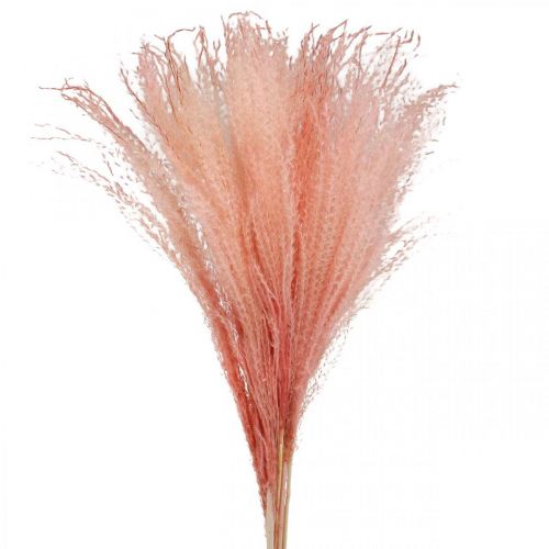 Artikel Chinaschilf Hellrosa Trockengräser Miscanthus H75cm 10St