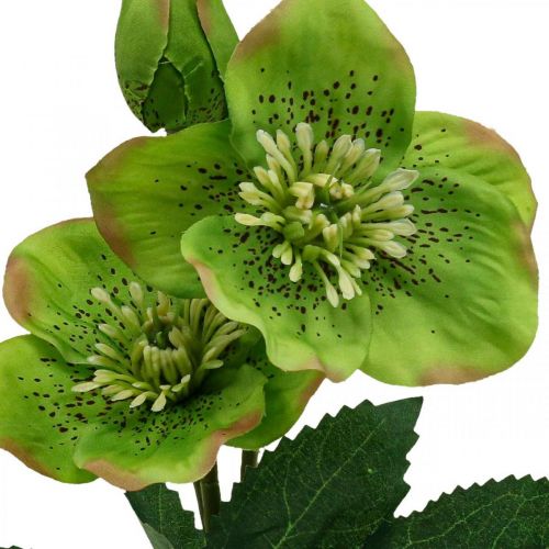 Floristik24 Christrose Lenzrose Nieswurz Kunstblumen Grün L34cm 4 St