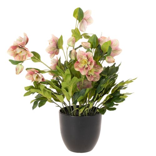 Künstliche Christrose Helleborus im Topf 50cm rosa-grün für Wohnraumdekoration | Floristik24.at