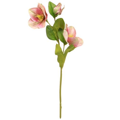 Artikel Eleganter Strauß Rosa Christrosen – 35 cm 6St.