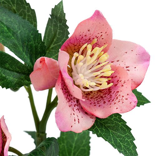 Floristik24 Christrose Pink L22cm 1St
