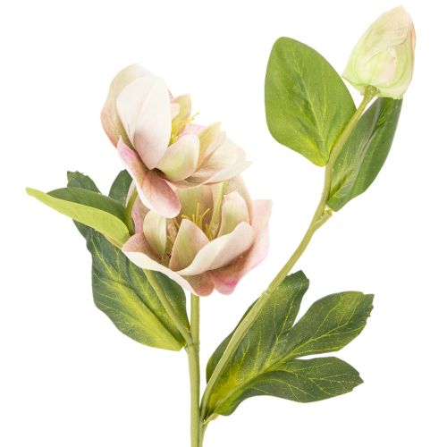 Künstliche Christrose Rosa-Grün 30 cm Bund mit 4 Stielen | Floristik24.at