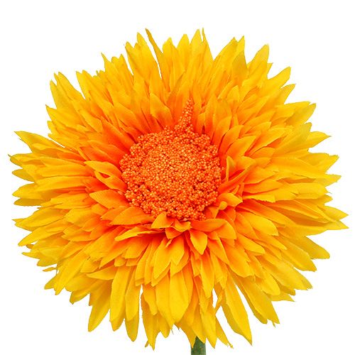 Floristik24 Chrysantheme Teddy 63cm Goldgelb