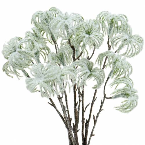 Clematis Grün beschneit 43cm 3 St