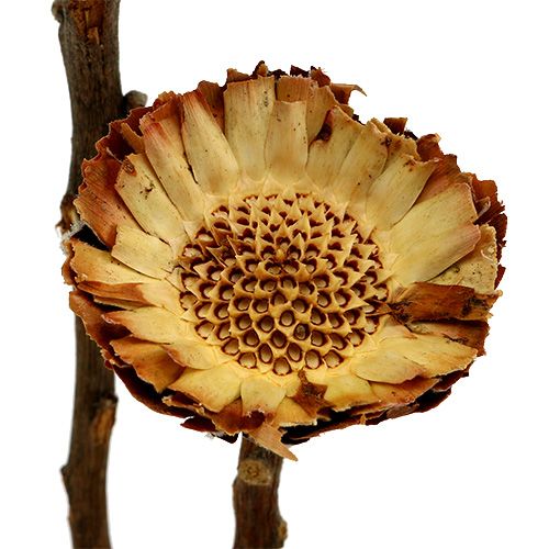 Artikel Compacta Rosette Hell 50 St
