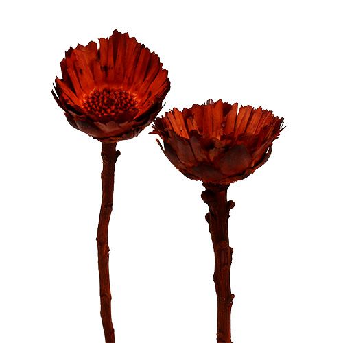 Floristik24 Compacta Rosette orange 40 St